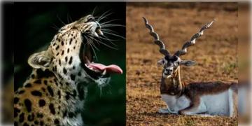 Read more about - Safari Park । মর্মান্তিক! স্ট্যাচু অব ইউনিটির সাফারি পার্কে কৃষ্ণসার হরিণকে ছিঁড়ে খেল হিংস্র লেপার্ড, ভয়ে মৃত আরও ৭