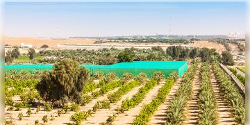 Read more about - Afforestation in UAE | কৃত্রিম উপায় ব্যবহার করে পাহাড়-মরুভূমিতে সবুজ বনায়নে শ্যামল হয়ে উঠছে মধ্যপ্রাচ্যের মরুদেশ আরব আমিরশাহি!