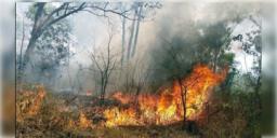 Read more about - Uttarakhand Fire | দাউদাউ জ্বলছে ‘ভ্যালি অফ ফ্লাওয়ার্স’, দাবানল ছড়াচ্ছে হিমালয়ের কোলে, উদ্ধারকাজে ভারতীয় বায়ুসেনা