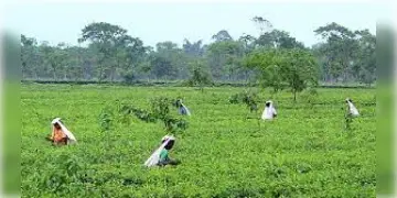 Read more about - Tea Laboratory | উন্নত কোয়ালিটির চা-পাতা পেতে দুটো চা-ল্যাবরেটারী করা হবে উত্তরবঙ্গে, ঘোষনা শ্রমমন্ত্রী মলয় ঘটকের