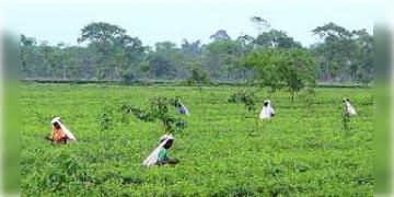 Read more about - Tea Laboratory | উন্নত কোয়ালিটির চা-পাতা পেতে দুটো চা-ল্যাবরেটারী করা হবে উত্তরবঙ্গে, ঘোষনা শ্রমমন্ত্রী মলয় ঘটকের