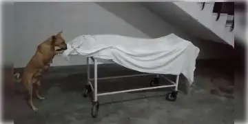 Read more about - যোগী-রাজ্যে রাজনৈতিক তরজা, হাসপাতালে রাখা দেহ খুবলে খাওয়ার চেষ্টা কুকুরের ।  