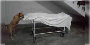 Read more about - যোগী-রাজ্যে রাজনৈতিক তরজা, হাসপাতালে রাখা দেহ খুবলে খাওয়ার চেষ্টা কুকুরের ।  