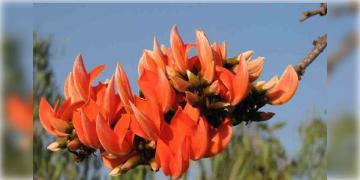 Read more about - Saraswati Puja | বাঙালির প্রেমদিবসে পলাশের চাহিদা তুঙ্গে, ২ হাজার ছুঁলো ফুলের দাম !