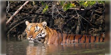 Read more about - ইয়াস-এর জেরে কুলতলিতে বাঘের হানা, খবর পেয়ে পৌঁছেছে বনকর্মীরা