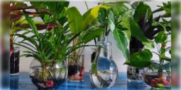 Read more about - Indoor Water Plants | কম খাটনিতে চোখের পলকে বাড়বে গাছ! ঘর সাজাতে বেছে নিন ইনডোর ওয়াটার প্ল্যান্ট!