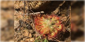 Read more about - Bankura Forest । রাঢ়বঙ্গের জঙ্গলে দেখা মিললো আমাজনের মাংসখেকো "সূর্যশিশির" এর , অবাক স্থানীয়রা