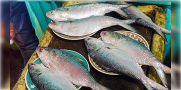 Read more about - Padma Hilsa | ছাড়পত্র দিল না বাংলাদেশের তারেক সরকার, পুজোর আগে ভারতে পদ্মার ইলিশ আসা নিয়ে চরম অনিশ্চয়তা!