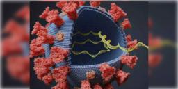 Read more about - ওমিক্রন আতঙ্কে সতর্কতা অবলম্বন করছে বাংলাদেশ Bangladesh warns of Omicron panic