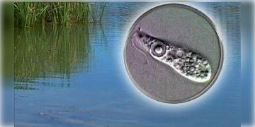 Read more about - Brain Eating Amoeba | পুকুরে স্নানের পর মস্তিষ্কে অ্যামিবার সংক্রমণ! প্রাণঘাতী রোগের নেই চিকিৎসাও!