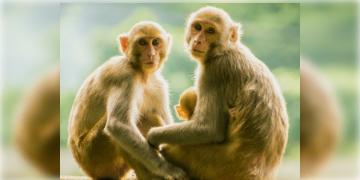 Read more about - শৌচাগারে বৃদ্ধার ওপর ঝাঁপিয়ে পড়ল একদল বানর!