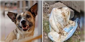 Read more about - Behala | শেল্টারে পরে অসংখ্য কুকুর, বিড়ালের হাত,পা কাটা দেহ! বেহালায় শেল্টারের নামে মাংস পাচার চক্র?