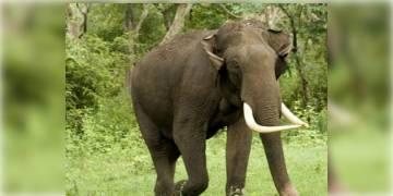 Read more about - ঝাড়খণ্ডে দল থেকে বিতাড়িত হয়ে মাত্র ২ মাসে ১৬ জনকে পিষে মারল মত্ত হাতি