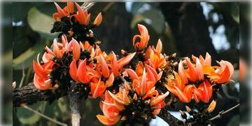 Read more about - Polash | চৈত্রের শিলাবৃষ্টিতে ক্ষতি হচ্ছে পলাশ বনের, পুরুলিয়ায় হতাশ পর্যটকরা