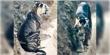 Read more about - বিরল প্রজাতির কালো বাঘ! সন্ধান মিলল ওড়িশায়, গোটা দেশে রয়েছে আর মাত্র সাত-আটটি।  