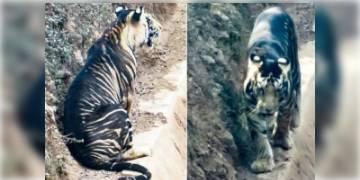Read more about - বিরল প্রজাতির কালো বাঘ! সন্ধান মিলল ওড়িশায়, গোটা দেশে রয়েছে আর মাত্র সাত-আটটি।  