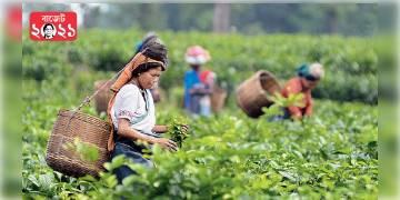 Read more about - রাজ্যে বিধানসভা নির্বাচন, তার আগেই চা শ্রমিকদের কল্যাণে অর্থ বরাদ্দ কেন্দ্রের