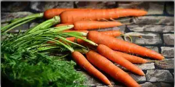 Read more about - গাজরের উপকারিতা ও খাদ্যগুণ, Benefits and nutritional value of carrot in Bengali