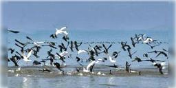 Read more about - রহস্যমৃত্যু! অসংখ্য পরিযায়ী পাখির মৃতদেহ উদ্ধার পং জলাভূমি অঞ্চলে, কারণ এখনও অজানা বিশেষজ্ঞদের।