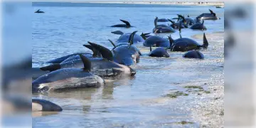 Read more about - Pilot Whales dead: তিমির মৃত্যুমিছিল নিউজিল্যান্ডের সৈকতে
