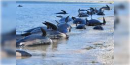 Read more about - Pilot Whales dead: তিমির মৃত্যুমিছিল নিউজিল্যান্ডের সৈকতে