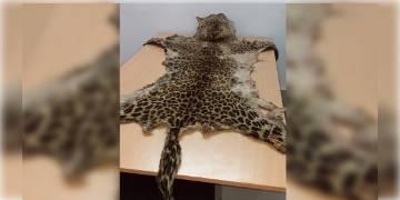 Read more about - ডব্লিউসিসিবি-এর সাহায্যে  শহরের বুকে টালিগঞ্জে চিতাবাঘের চামড়া বিক্রি করতে গিয়ে ধৃত ২! 