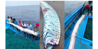 Read more about - Doomsday Fish | আরও কোনও বিপর্যয় আসন্ন ভারতে? তামিলনাড়ুতে ধরা পড়লো 'ডুমসডে ফিশ'!