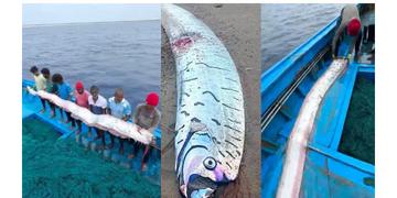 Read more about - Doomsday Fish | আরও কোনও বিপর্যয় আসন্ন ভারতে? তামিলনাড়ুতে ধরা পড়লো 'ডুমসডে ফিশ'!