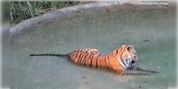 Read more about - Buxa Tigress | সঙ্গীর খোঁজে পড়শী দেশে পা বক্সার বাঘিনির! অসমের পথে হাটছে ডোরাকাটা