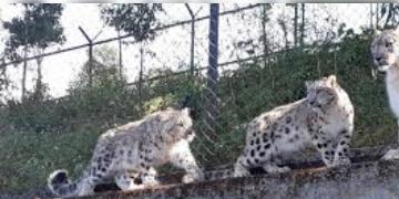 Read more about - Snow Leopard | বাংলায় জন্মালো ২ বিরল প্রজাতির ‘স্নো-লেপার্ড’! খুশির হাওয়া দার্জিলিং চিড়িয়াখানায়