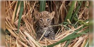 Read more about - Junnar Leopards | জঙ্গল ভুলে আখের খেতেই 'সুগার বেবি'দের বাস, লেপার্ড আতঙ্কে মহারাষ্ট্রের জুন্নার!