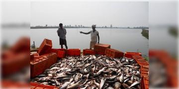 Read more about - West Bengal | বন্ধ হবে সিন্ডিকেট, ভেড়ির মাছ চাষের টাকা ঢুকবে সরকারি কোষাগারে! স্বচ্ছতার বার্তা শাসকদলের