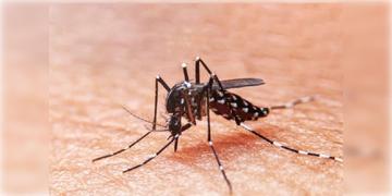 Read more about - Kolkata Dengue Death | হু হু করে কমছিল ডেঙ্গির প্লেটলেট! দমদমে মৃত ১০ বছরের নাবালক!