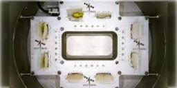 Read more about - ISRO । মহাকাশে চাষ হবে বরবটি! দিশা দেখালো ভারতীয় মহাকাশ গবেষণা কেন্দ্র ইসরো