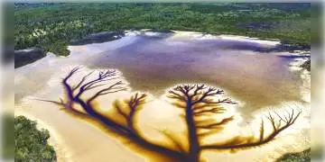 Read more about - অস্ট্রেলিয়ার চিত্রগ্রাহক সন্ধান দিলেন হ্রদের জলের মধ্যে ‘ট্রি অফ লাইফ’, এর 