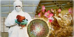 Read more about - বিশ্বে প্রথমবার বার্ড ফ্লুর H3N8 স্ট্রেন মিলল মানবদেহে