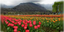 Read more about - World Book Of Records | এশিয়ার বৃহত্তম পুষ্প উদ্যানের তকমা পেল কাশ্মীরের টিউলিপ গার্ডেন! দেখুন ফুল ও উদ্ভিদ সংক্রান্ত বিস্ময়কর বিশ্ব রেকর্ডগুলি!