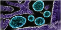 Read more about - Chandipura Virus । গুজরাটে চাঁদিপুর ভাইরাসে মৃত ৮ শিশু! আক্রান্ত আরও ১৪