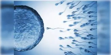 Read more about - কোভিড মুক্ত হওয়ার পর সিমেনের সব শুক্রাণুই নষ্ট হয়ে যেতে পারে, চিন্তায় গবেষকরা  