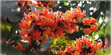 Read more about - Purulia | বসন্ত উৎসবের মুখে পুড়ে ছাই অসংখ্য পলাশ ফুলের গাছ! আগুন পুরুলিয়ার প্রায় কুড়ি বিঘে এলাকায়!