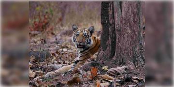 Read more about - Telangana | পরপর বাঘের হামলা! জারি করা হল ভারতীয় ন্যায় সংহিতার ১৬৩ ধারা