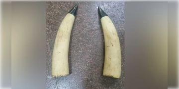 Read more about - Kerala Elephant Tusks | আর্মি ক্যাম্প থেকে রহস্যজনক ভাবে চুরি হলো ১০০ বছরের পুরোনো হাতির দাঁত