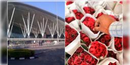 Read more about - Rose Day | 'রোজ ডে'-তে প্রেমিকাকে দিতে পারেন বিশেষ গোলাপ, বেঙ্গালুরু থেকে বিমানে এলো "ডাচ রোজ"!