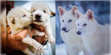 Read more about - Dire Wolf | প্রায় ১২,৫০০ বছর পর জিন প্রকৌশলের মাধ্যমে আবার জন্ম দিলো বিলুপ্ত ডায়ার উলফ!