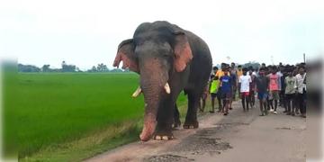 Read more about - Ramlal Elephant | রামলাল হাতিকে দেখতে জমায়েত, ভিড়ের মাঝে ট্রাক্টরের চাকায় পিষ্ট কিশোর!