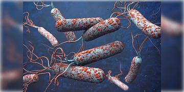 Read more about - Cholera । বর্ষা আসতেই কলকাতার বাগুইআটিতে কলেরার হদিশ! আইডিতে চিকিৎসাধীন যুবক!