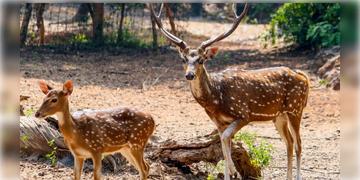 Read more about - Purulia | মানুষ ও বন্যপ্রাণীর সহাবস্থান: পুরুলিয়ায় জঙ্গলমহলে প্রতিষ্ঠা হলো প্রথম অভয়ারণ্য!