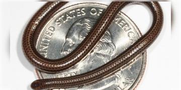 Read more about - Barbados Threadsnake | ২০ বছর পর প্রত্যাবর্তন পৃথিবীর ক্ষুদ্রতম সাপটির, ক্যারিবিয়ান দ্বীপে ফিরে এলো 'বার্বেডোজ থ্রেডস্নেক'!