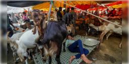 Read more about - Animal Slaughter Rules | যেখানে-সেখানে পশুহত্যায় 'না', নির্দেশ অমান্য করলেই জেল ও জরিমানা - ঘোষণা স্বরাষ্ট্র দপ্তরের