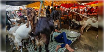 Read more about - Animal Slaughter Rules | যেখানে-সেখানে পশুহত্যায় 'না', নির্দেশ অমান্য করলেই জেল ও জরিমানা - ঘোষণা স্বরাষ্ট্র দপ্তরের